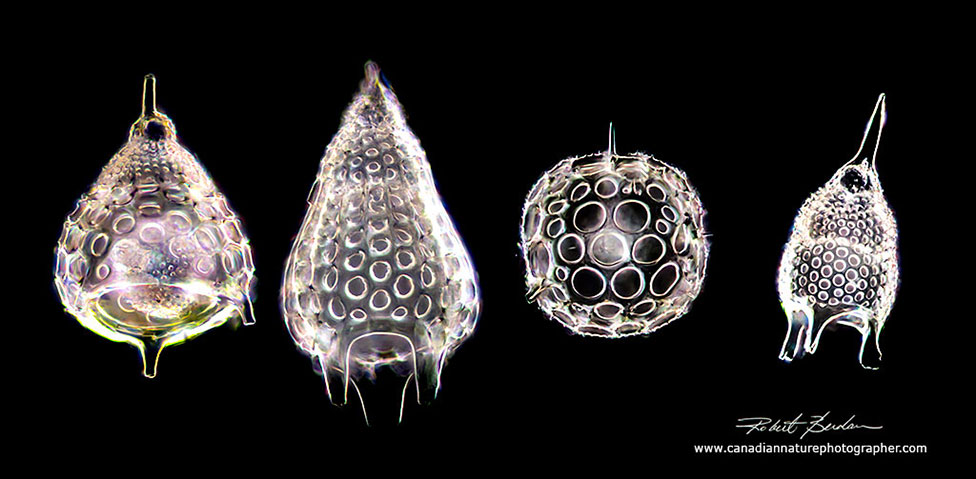Radiolaria focus stacked and viewed by Darkfield microscopy by Robert Berdan ©